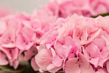 In Jeju Island, many hydrangeas bloom in April, and the flowers show their beauty in different colors.