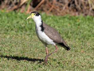 Masked lapwing plover bird walking on green grass