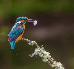 Female Kingfisher With Catch