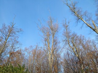 Tall, Fading Autumn Trees Under Blue Sky