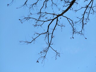 Downward Hanging Autumn Tree Branches Against Blue Sky