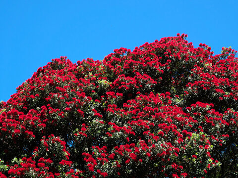 The red flowers of the New Zealand Christmas Tree, Metrosideros excelsa (Pohutukawa)