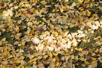 あきる野市、境内の大イチョウから落ちた黄色の葉のじゅうたん