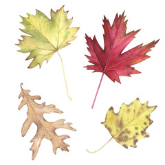 Set Autumn maple, oak, poplar leaves watercolor isolated on white. Hand drawn illustration. Art for design