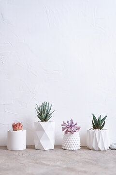 pots with groups of houseplants on concrete table - Echeveria and Pachyveria opalina Succulents