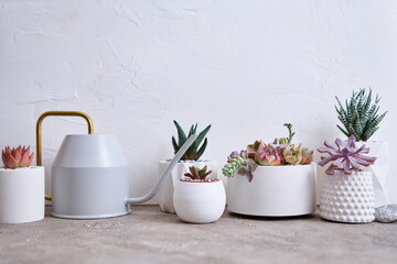 pots with groups of houseplants on concrete table - Echeveria and Pachyveria opalina Succulents