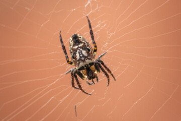 Eastern bush orb-weaver, Hughes, ACT, October 2022