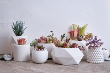 pots with groups of houseplants on concrete table - Echeveria and Pachyveria opalina Succulents