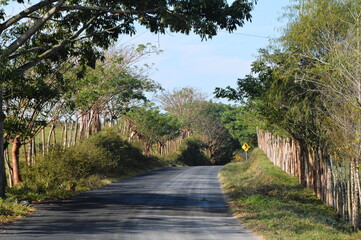 carretera con arboles
