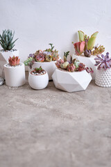 pots with groups of houseplants on concrete table - Echeveria and Pachyveria opalina Succulents
