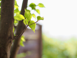 南欧風アーチ扉のある中庭　おしゃれなウッドフェンスにテラコッタの床のパティオ　ヤマボウシの木と新緑の季節