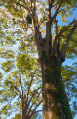 The giant tree in the garden. Tokyo. Japan