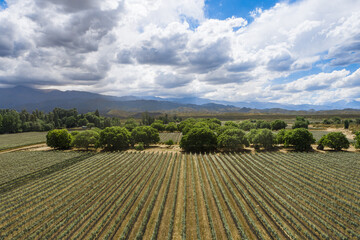 Aerial view of vineyard in summer at the foot of the mountains in Mendoza, Argentina.