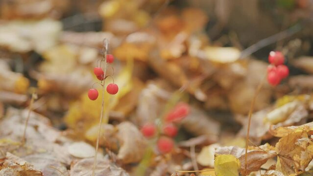 Red lily of valley berries. Autumn day on a yellow orange background of an autumn forest. Slow motion.