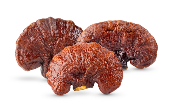 Lingzhi Mushroom isolated on transparent png