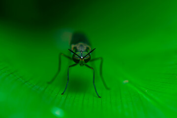 Black Soldier Fly, Hermetia illucens, are not much to look at, but they are making major waves in the aquaculture industry.