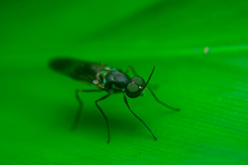 Fototapeta premium Black Soldier Fly, Hermetia illucens, are not much to look at, but they are making major waves in the aquaculture industry.