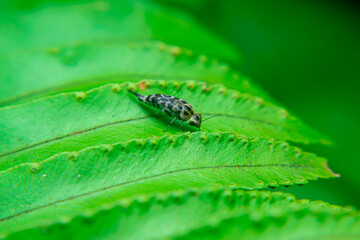 Glipa, Glipa malaccana, Tumbling Flower Beetles