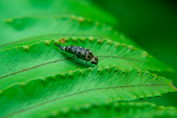 Glipa, Glipa malaccana, Tumbling Flower Beetles