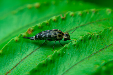 Glipa, Glipa malaccana, Tumbling Flower Beetles