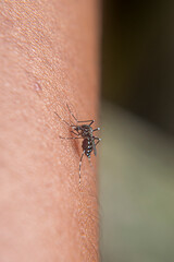 Aedes aegypti mosquito is sucking blood on the human body