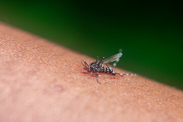 aedes aegypti mosquito after being hit on the hand for sucking human blood