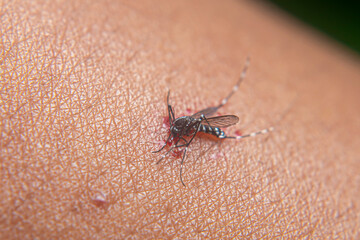 aedes aegypti mosquito after being hit on the hand for sucking human blood