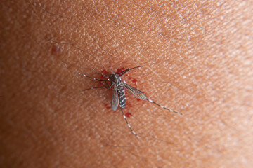 aedes aegypti mosquito after being hit on the hand for sucking human blood