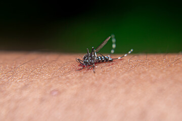 aedes aegypti mosquito after being hit on the hand for sucking human blood