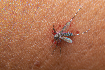 aedes aegypti mosquito after being hit on the hand for sucking human blood