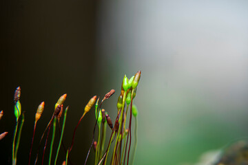 Moss flowers, Ceratodon purpureus, green moss, Moss patch growing on the wall of a public bathroom