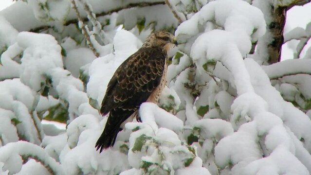 Red-tailed Hawk on Snow Covered Branches