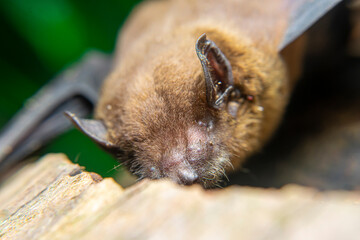 Pipistrellus pipistrellus, fruit bat, codot, Eptesicus nilssonii, evening bat sleeping in the hollow of a coconut tree trunk