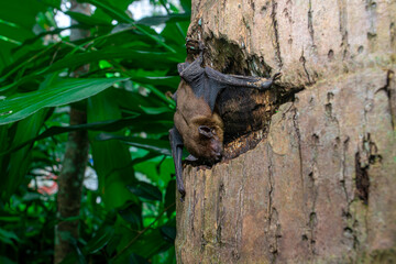 Pipistrellus pipistrellus, fruit bat, codot, Eptesicus nilssonii, evening bat sleeping in the...