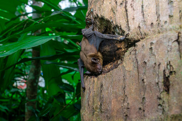 Pipistrellus pipistrellus, fruit bat, codot, Eptesicus nilssonii, evening bat sleeping in the hollow of a coconut tree trunk