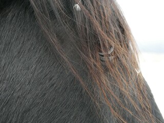 hair of a horse