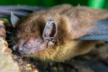 Pipistrellus pipistrellus, fruit bat, codot, Eptesicus nilssonii, evening bat sleeping in the...