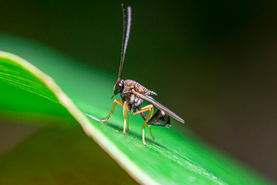 ucharitidae , parasitic wasps, Oraseminae, Eucharitinae, and Gollumiellinae,