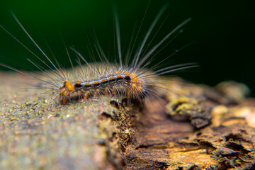 Brown caterpillars look for young leaves to eat before pupating