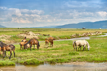 Naklejka na ściany i meble Horses graze in the Buryat steppe in the Barguzinsky district of the Republic of Buryatia near Lake Baikal.