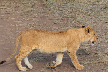 Lion cub (Panthera leo) walking in savannah in Serengeti national park, Tanzania