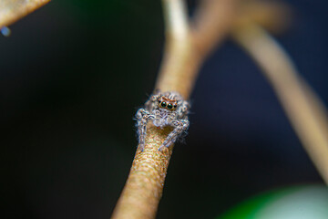 small jamping spider, Arachnid Infestation on leaf stalks