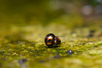 Exochomus quadripustulatus, Coccinella transversalis, Transverse Ladybird mating in a sling