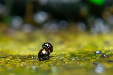 Exochomus quadripustulatus, Coccinella transversalis, Transverse Ladybird mating in a sling