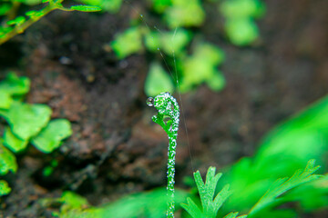 Lush wild fern leaves (Asplenium nidus) thriving in tropical forest. Grows in moist, shaded...