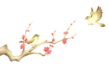 紅梅の枝に止まるうぐいすと飛ぶうぐいす2　手描き色鉛筆画