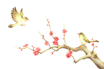 紅梅の枝に止まるうぐいすと飛ぶうぐいす1　手描き色鉛筆画