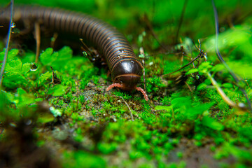 milipede, centipede, kaki seribu, uling, luing, luwing, keluwing,Diplopoda,Spirostreptus, Myriapoda, milpiés , Eumillipes persephone walks looking for rotten leaves or young leaves on the ground