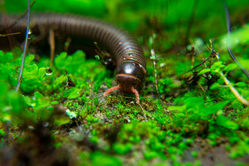 milipede, centipede, kaki seribu, uling, luing, luwing, keluwing,Diplopoda,Spirostreptus, Myriapoda, milpiés , Eumillipes persephone walks looking for rotten leaves or young leaves on the ground