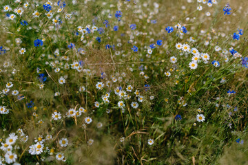 Wild chamomile and cornflower meadow. Bright white flowers among grass. Natural background
